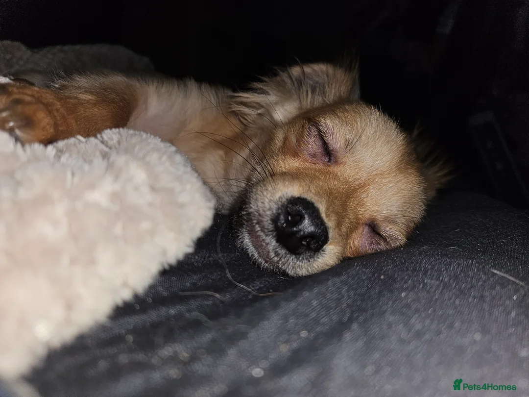 Chihuahua dogs for sale: Rex 6 month old  - Advert 3