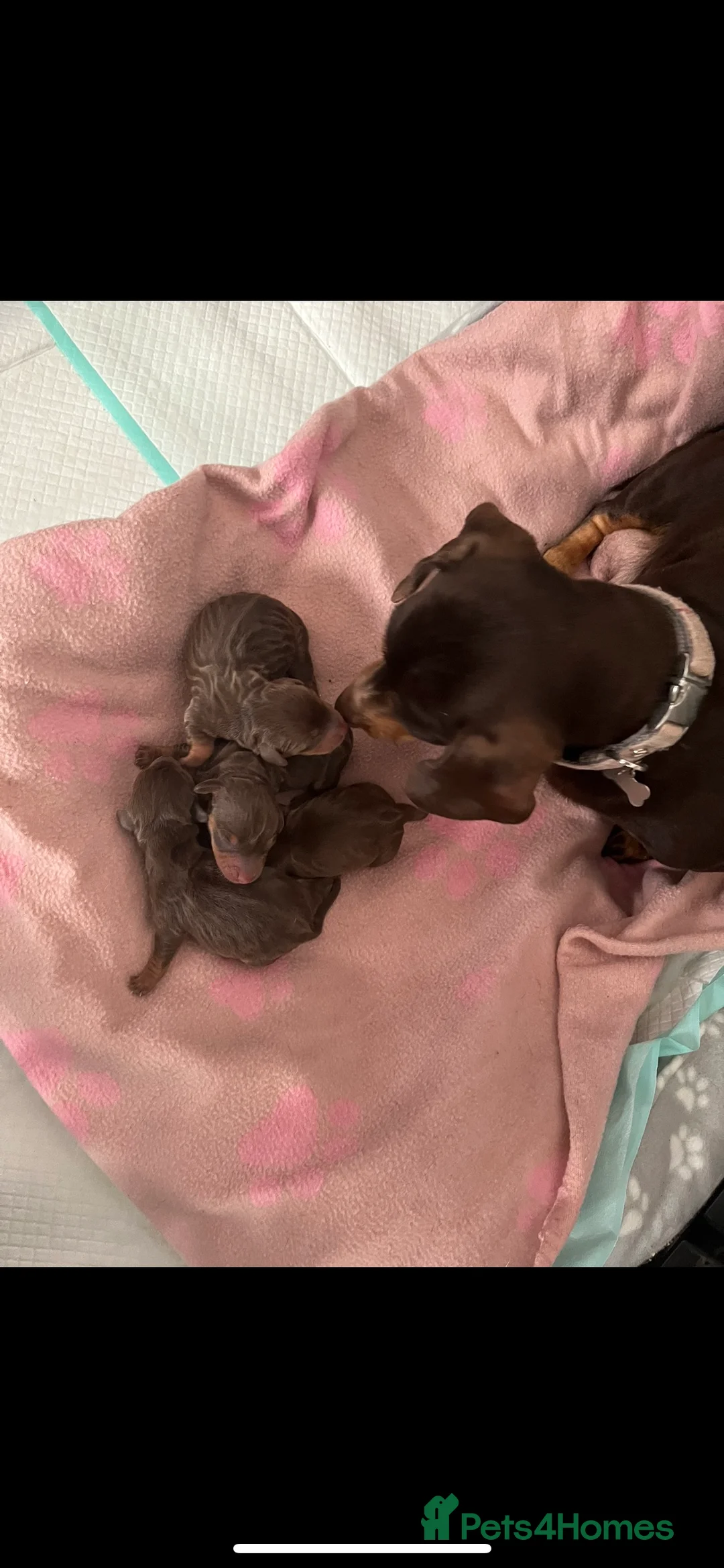 Miniature Dachshund dogs for stud: KC Miniature Dachshund in Liverpool - Advert 6