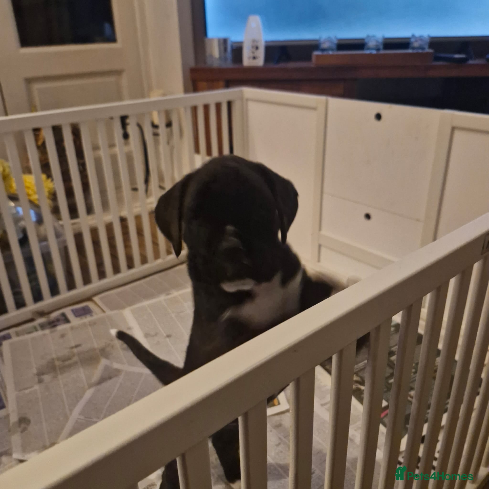 Boxer dogs Kc Reg Brundle Boy in Stirling - Advert 3