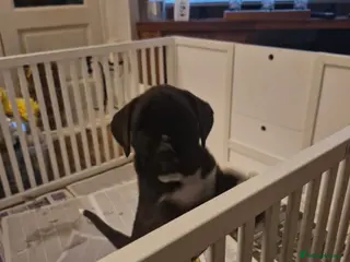 Boxer dogs Kc Reg Brundle Boy in Stirling - Advert 3