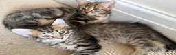 Mixed Breed cats for sale: READY🎉 Prince & Princess Tabby MaineCoon mixed 👑 - Advert 3