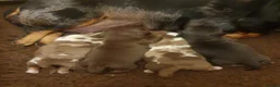 Dachshund dogs for sale: Miniature Dacshund  - Advert 9