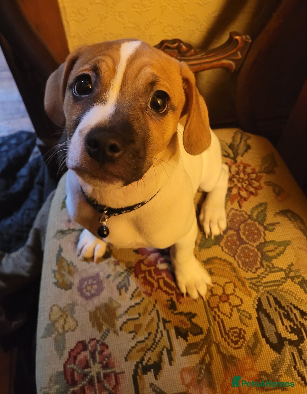 Jug dogs for sale: 15 week old brother and sister Jug puppies  - Advert 1