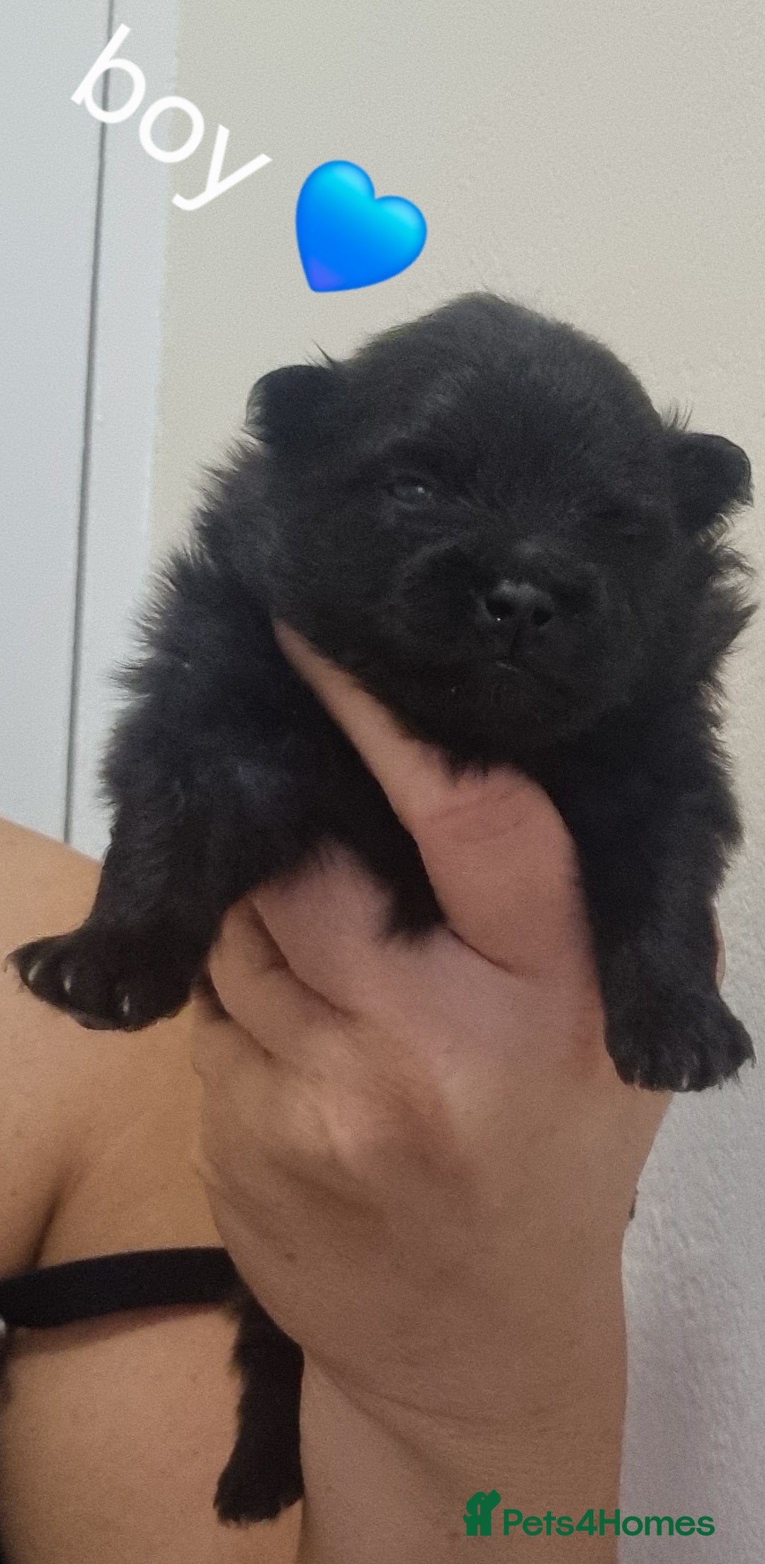 Pomeranian dogs for sale: Beautiful litter teddy bear poms  - Image 17