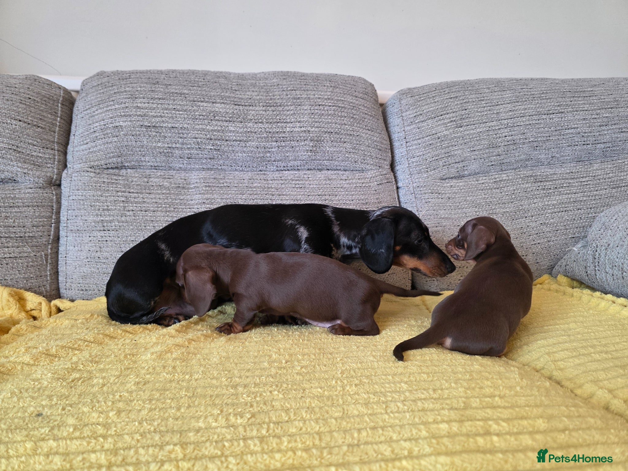 Miniature Dachshund dogs Mini brown and tan dachshund  - Advert 2