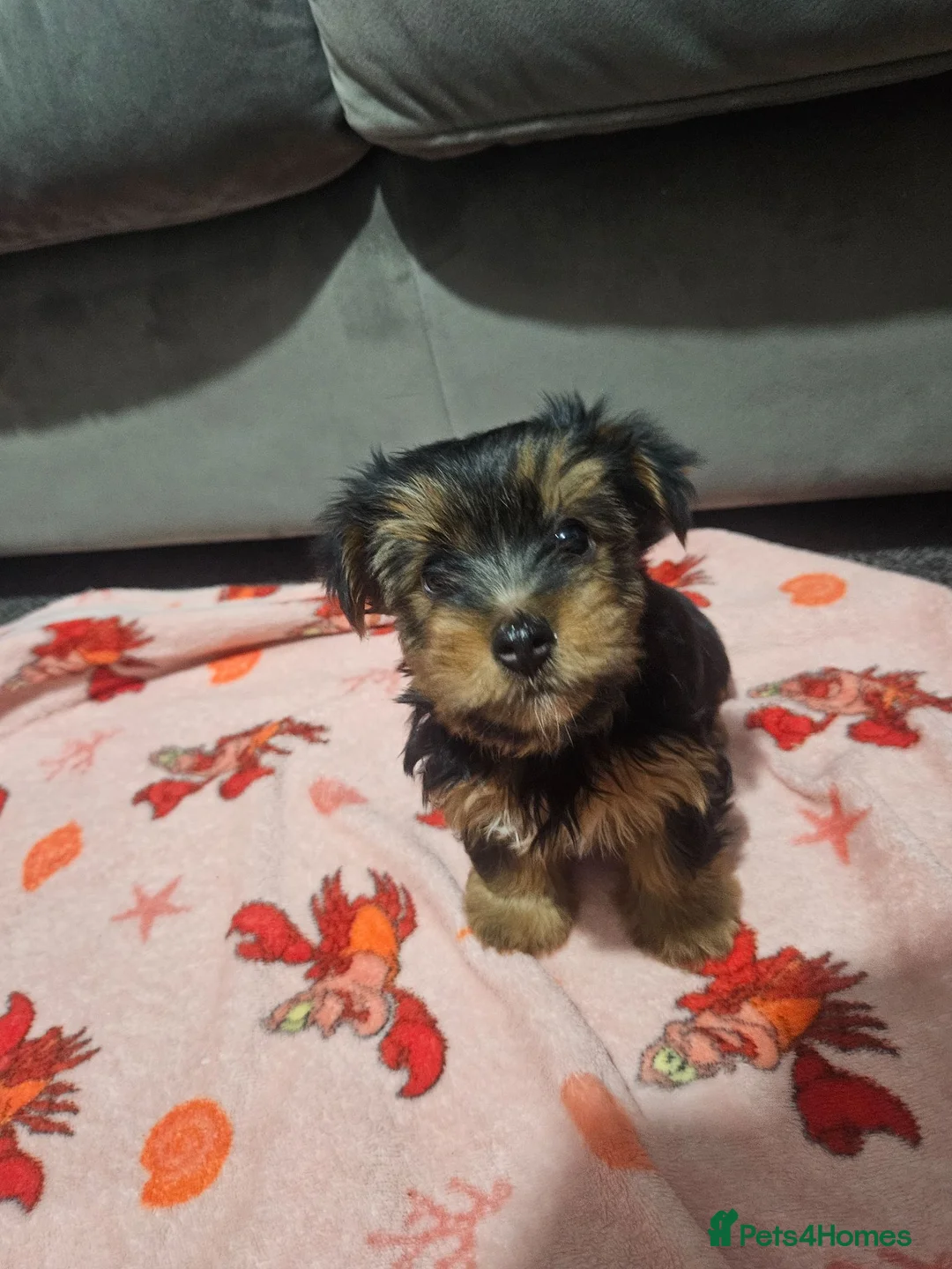Yorkshire Terrier dogs for sale: 2 beautiful male Yorkshire terrier puppies - Advert 1