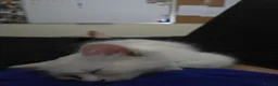 Ragdoll cats for sale: 🐾 Beautiful Ragdoll Kittens ready to leave 🐾 - Advert 35