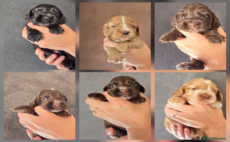 Cocker Spaniel dogs - Advert 3