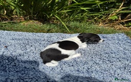 Jack Russell dogs for sale: 5 Available: Jack Russell Puppies. 2 Girls, 3 Boys - Image 5