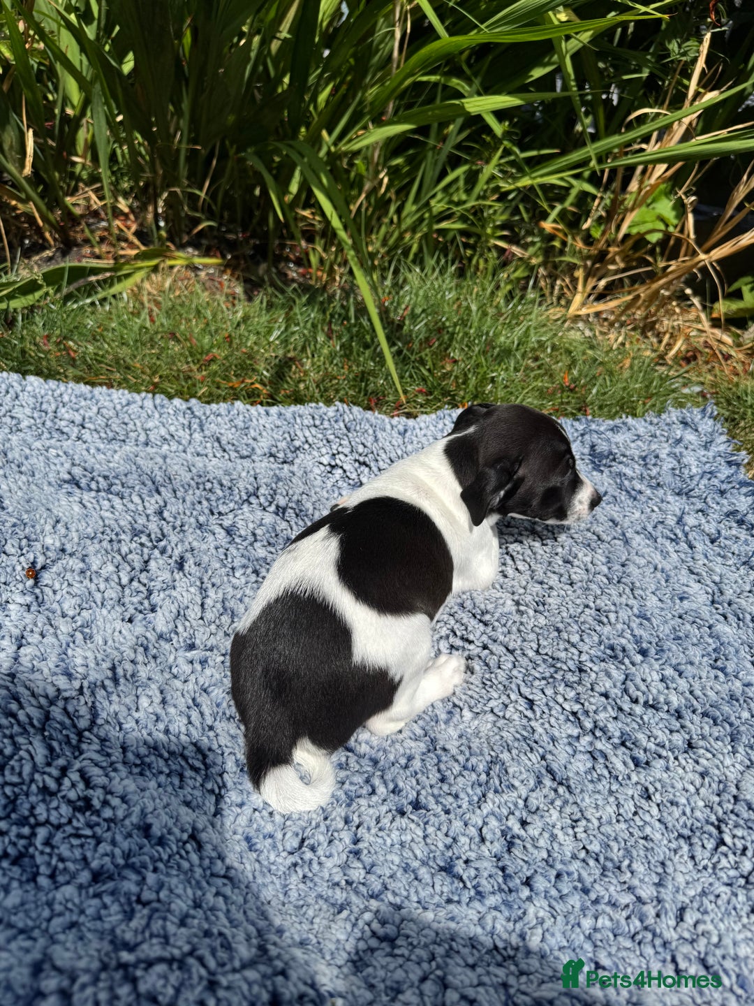 Jack Russell dogs for sale: 5 Available: Jack Russell Puppies. 2 Girls, 3 Boys - Image 5