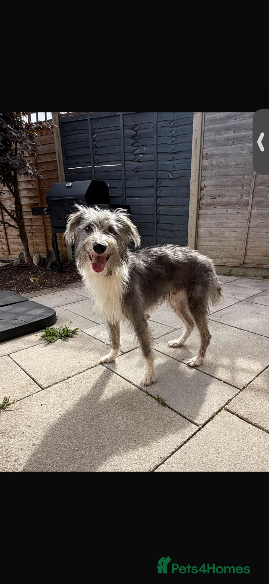 Mixed Breed dogs Fluffy greyhound cross  - Advert 2