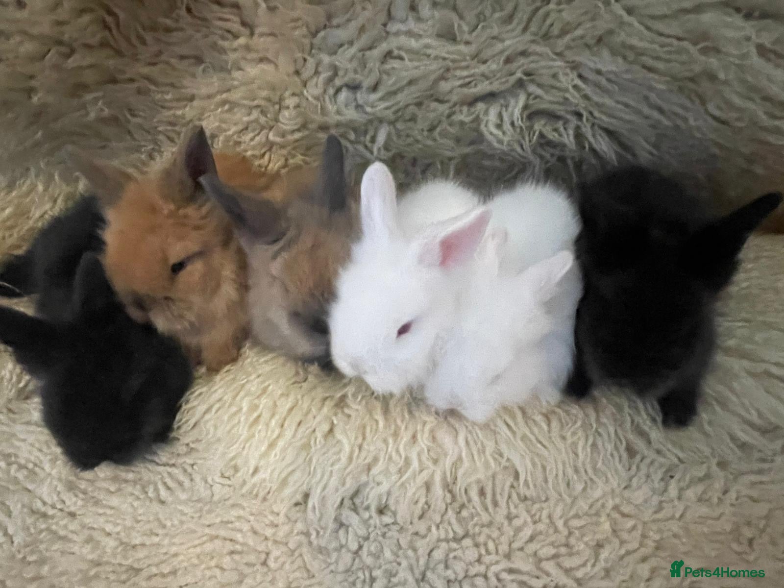 Mini Lion Lop rabbits Mini lionhead lop and teddy bear cross  - Advert 1