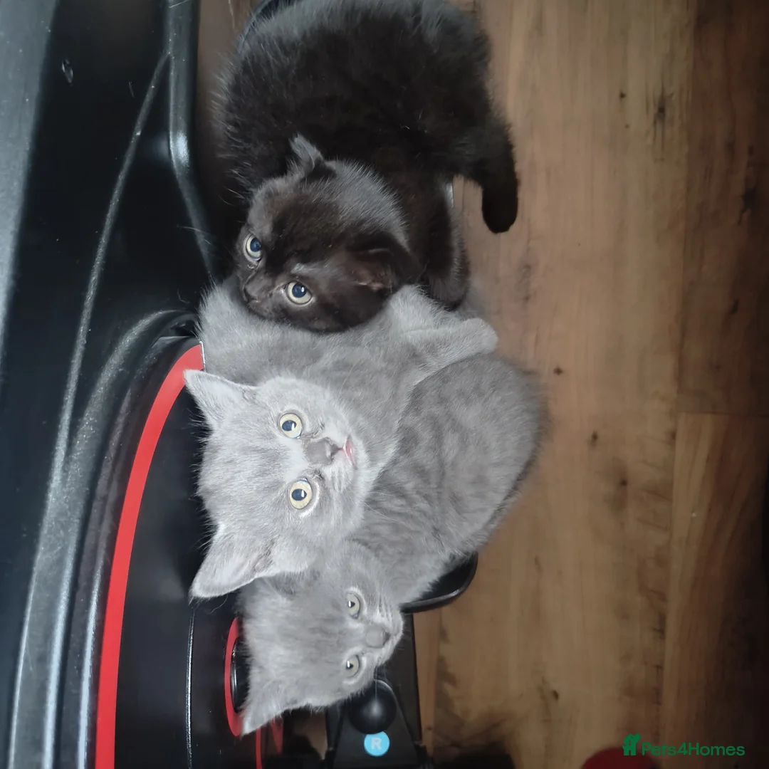 Scottish Fold cats for sale: 3 beautiful kittens - Advert 2