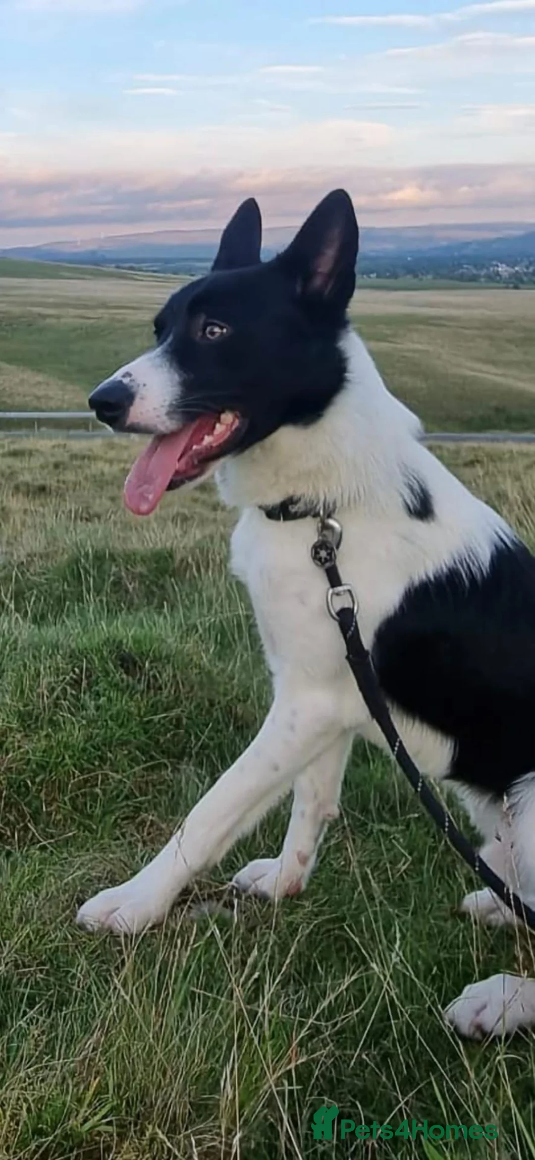 Border Collie dogs for sale: Kaptain Kipper – Loving 4-Year-Old Border Collie - Advert 2