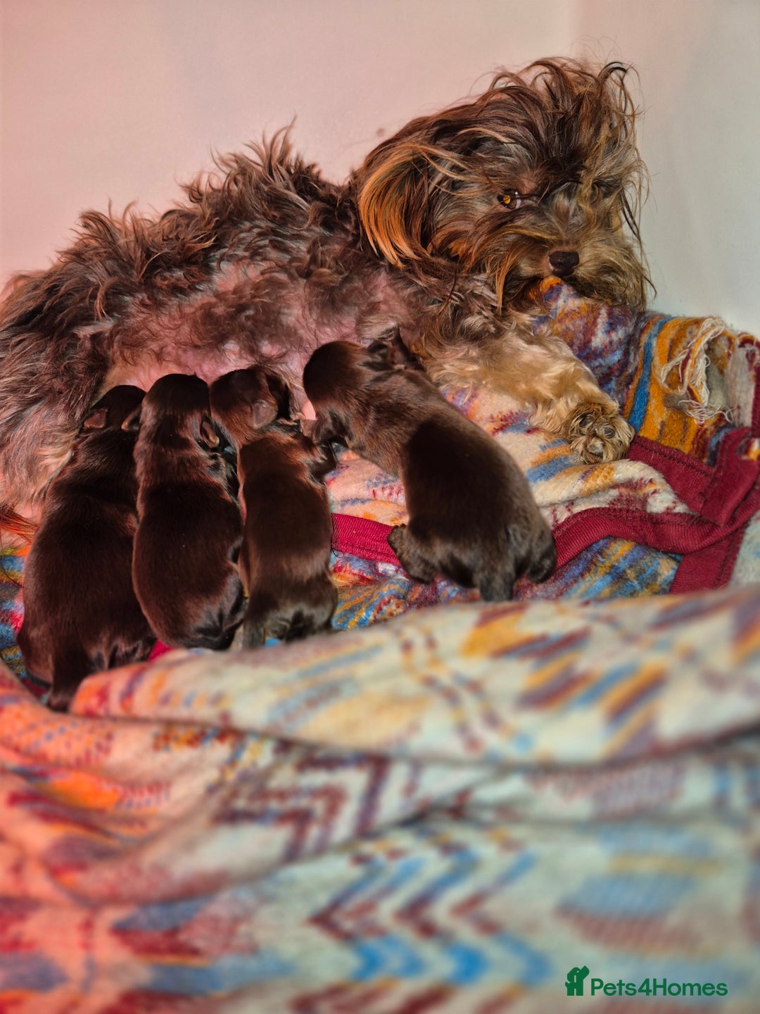 Yorkshire Terrier dogs for sale: Yorkshire Terrier puppies chocolate  - Advert 1