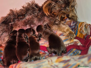 Yorkshire Terrier dogs Yorkshire Terrier puppies chocolate - Advert 1
