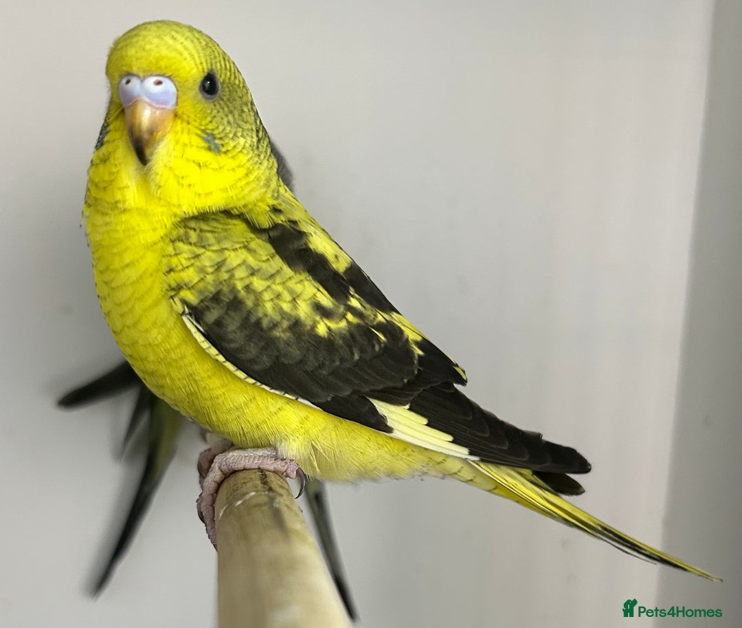 Budgerigars birds for sale: Budgerigars for sale mixed ages mixed genders - Image 6