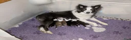 Border Collie dogs for sale: Pedigree Border Collie pups. DNA & health tested.  - Advert 11