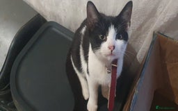 Mixed Breed cats for sale: 5 Cute Kittens Ready for New Homes!! 🐾 - Image 9