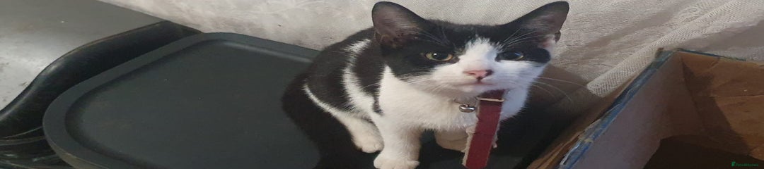 Mixed Breed Kitten 5