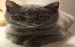 British Shorthair cats for sale: British shorthair  - Image 23