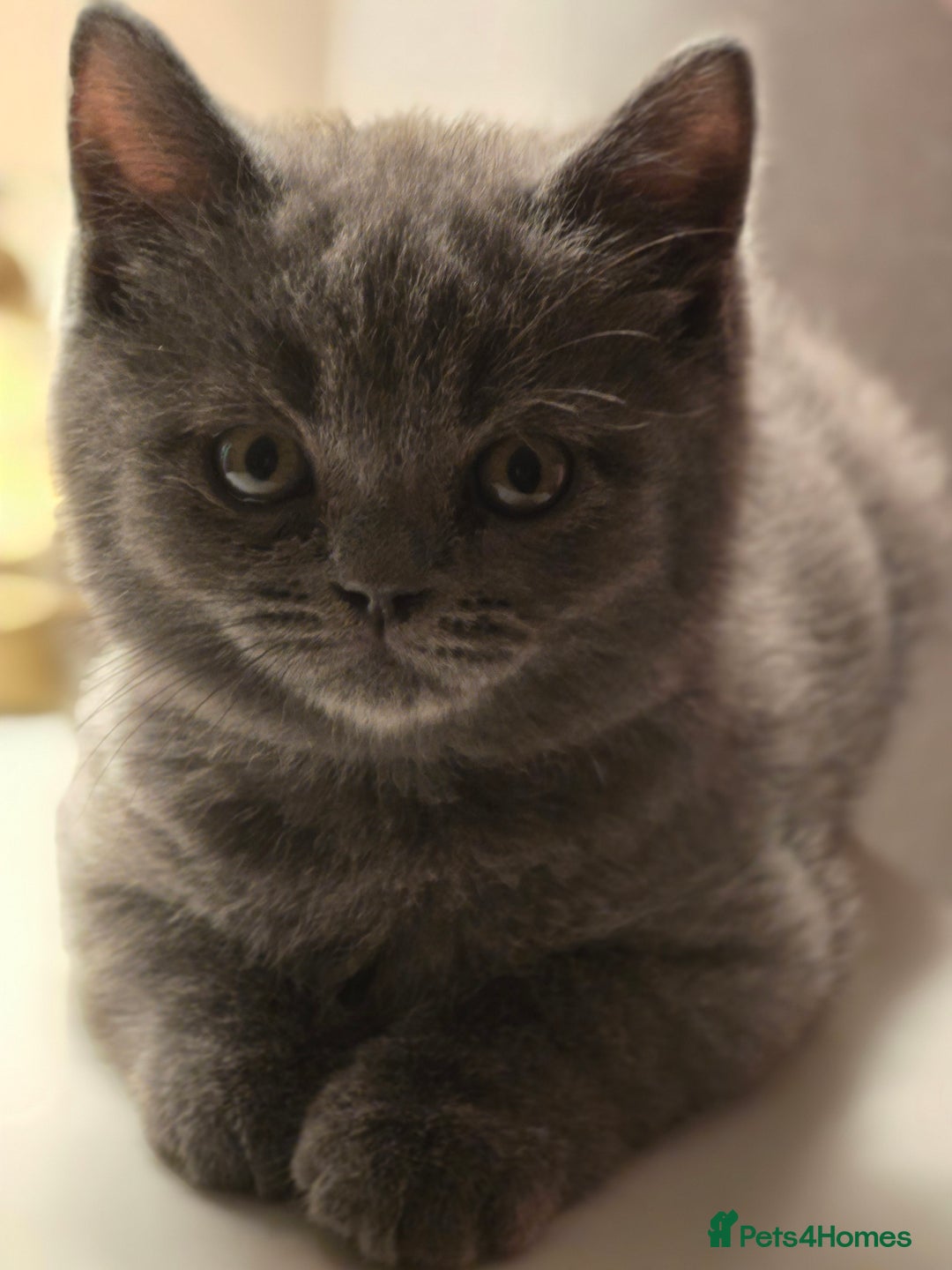 British Shorthair cats for sale: British shorthair  - Image 23