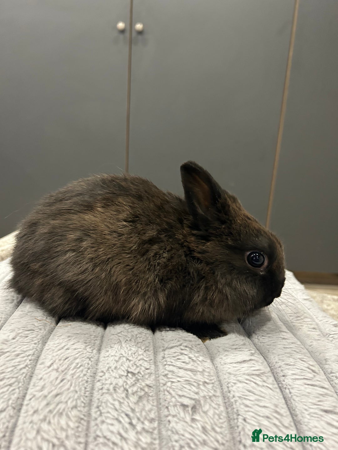 Netherland Dwarf rabbits for sale: Baby Netherland dwarfs  - Advert 6