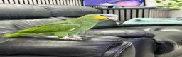Parrots birds for sale: Orange-Winged Amazon Parrot - Advert 5
