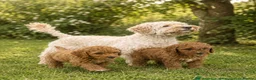 Cavapoo dogs for sale: F1 Deep Fox Red Cavapoo puppy - Advert 6