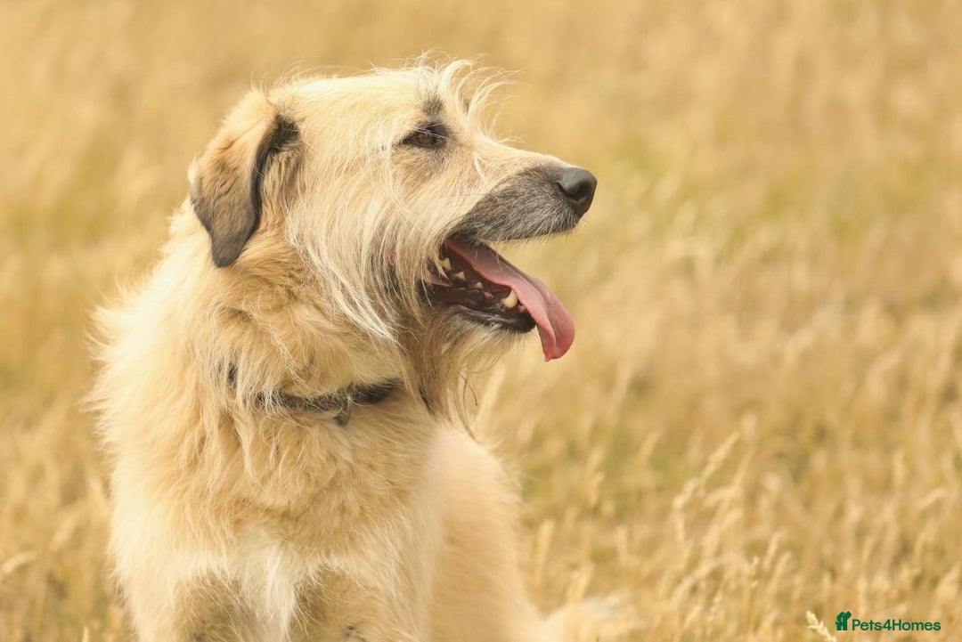 Mixed Breed dogs for adoption: 💙🐶 COOPER 🐶💙 - Image 23