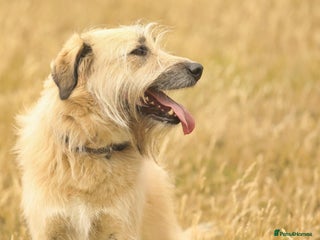 Mixed Breed dogs - Advert 21