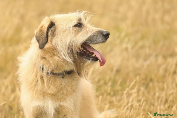 Mixed Breed dogs - Advert 7