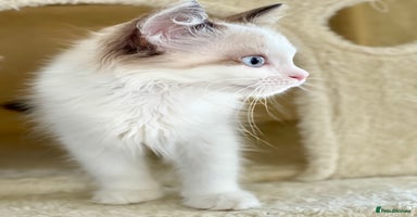 Ragdoll cats - Advert 12
