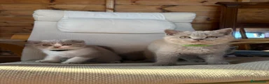 Scottish Fold Kitten 1