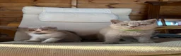 Scottish Fold cats for sale: Last Kittens – Don't Miss Out  - Advert 13