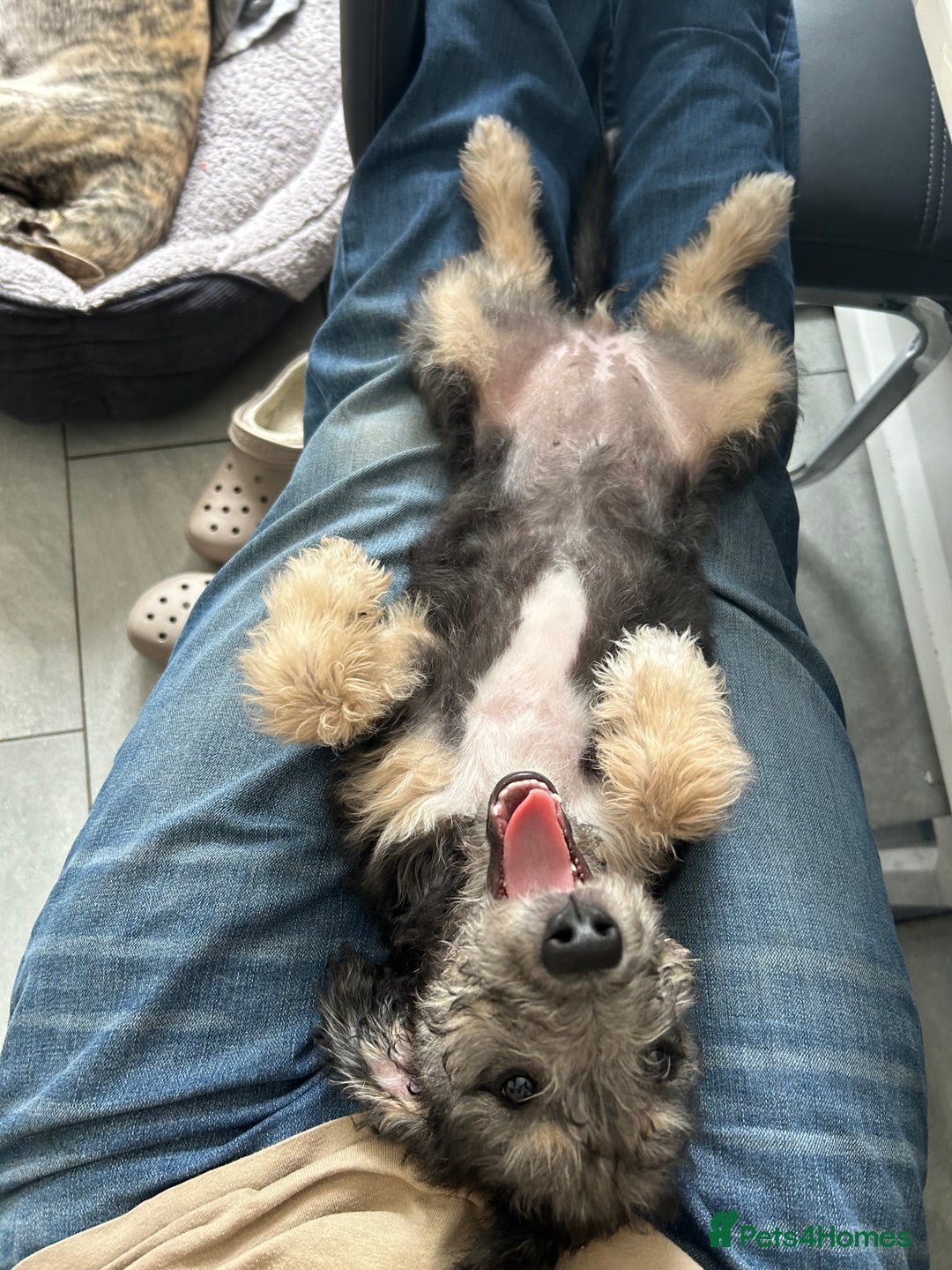 Mixed Breed dogs for sale: Bedlington x Whippet - Advert 10