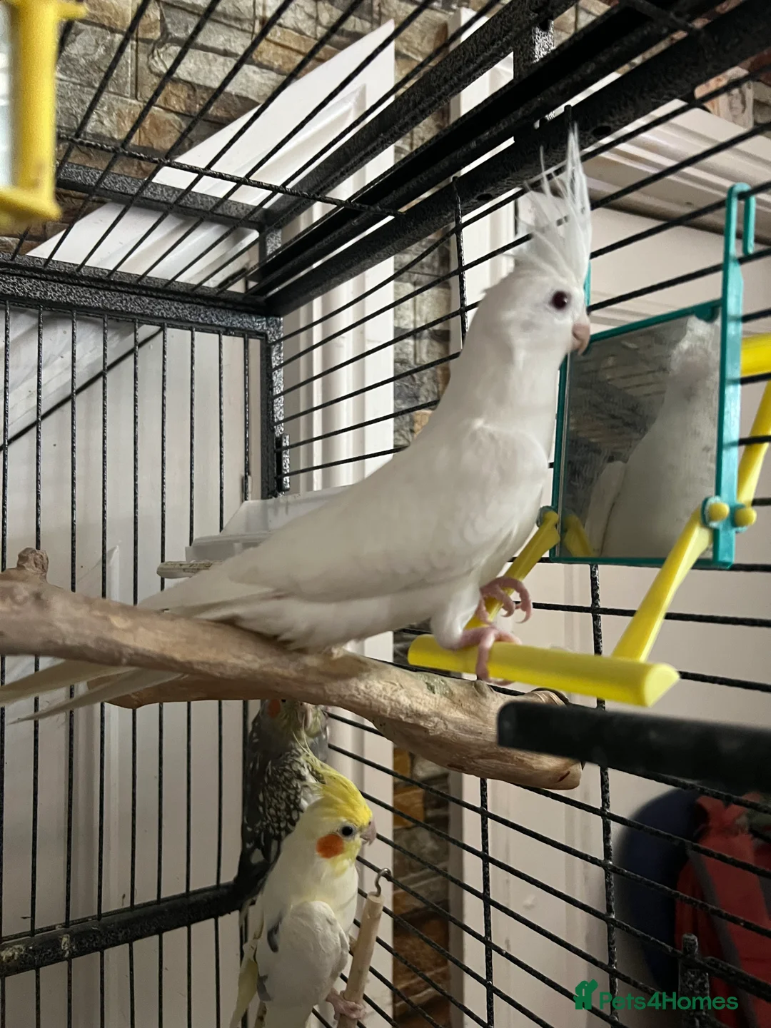 Cockatiels birds for sale: Baby Cockatiels  - Advert 12