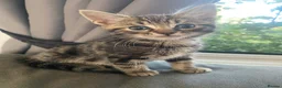 Bengal cats for sale: Gorgeous Bengal/khao manee kittens  - Advert 11