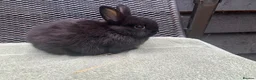 Netherland Dwarf rabbits for sale: Netherland Dwarf Rabbits for sale  - Advert 6