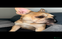 Mixed Breed dogs for sale: Derek and Dotty - Advert 3