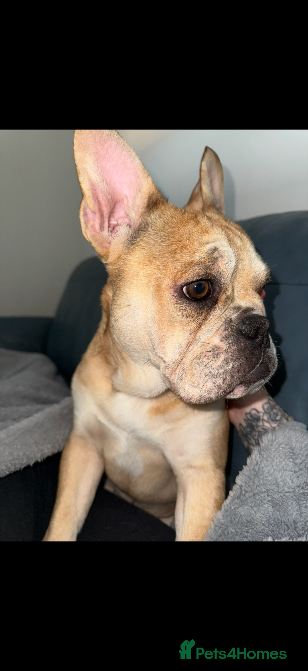 Mixed Breed dogs for sale: Derek and Dotty - Advert 3