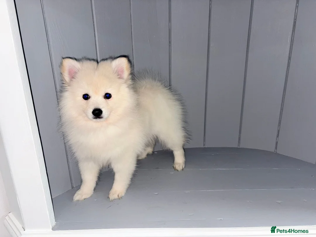 Japanese Spitz dogs for sale: Japanese spitz boy  - Advert 1