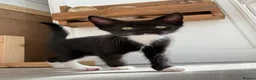 Ragdoll cats for sale: 2 Beautiful Black / White Ragdoll Cross Kittens in Bexhill-on-Sea - Advert 17