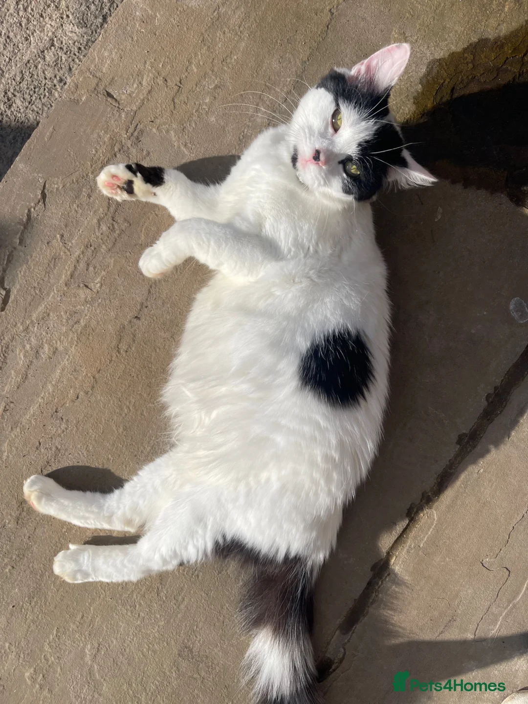 Domestic Shorthair cats for sale: Black & White kittens - Advert 8