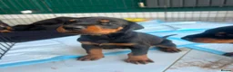 Dobermann dogs for sale: ABSOLUTELY STUNNING DOBERMAN PUPPIES FOR SALE in Boston - Advert 10