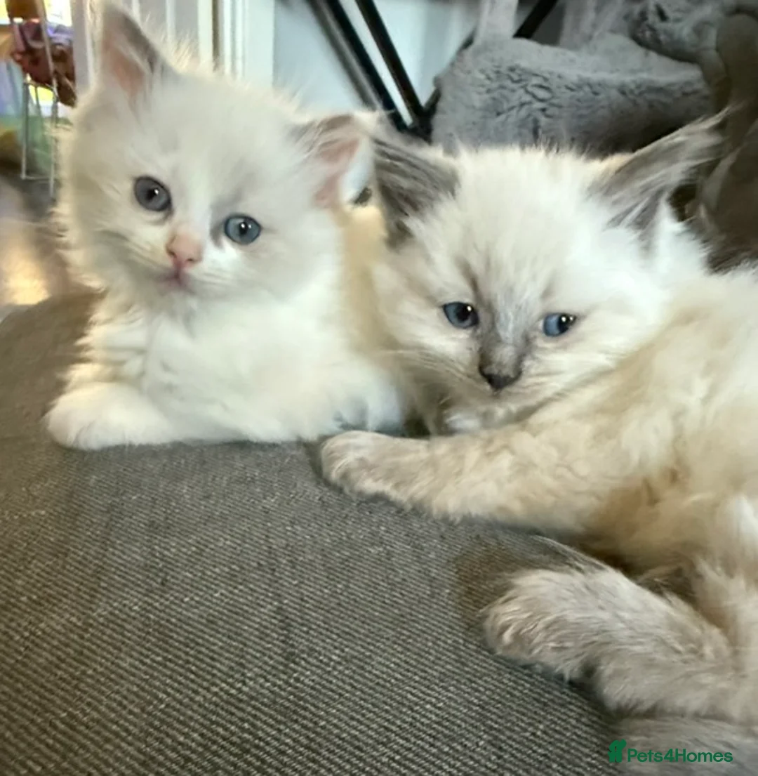 Ragdoll cats for sale: Male ragdoll - Advert 3
