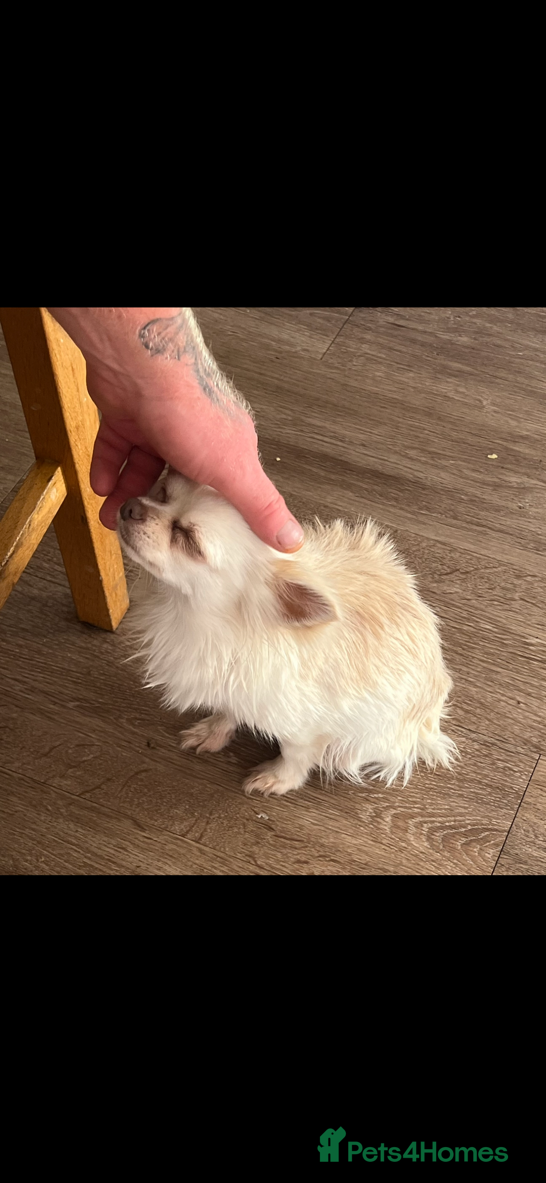 Chihuahua dogs for sale: Beautiful boy long hair Chihuahuas for sale  - Image 14