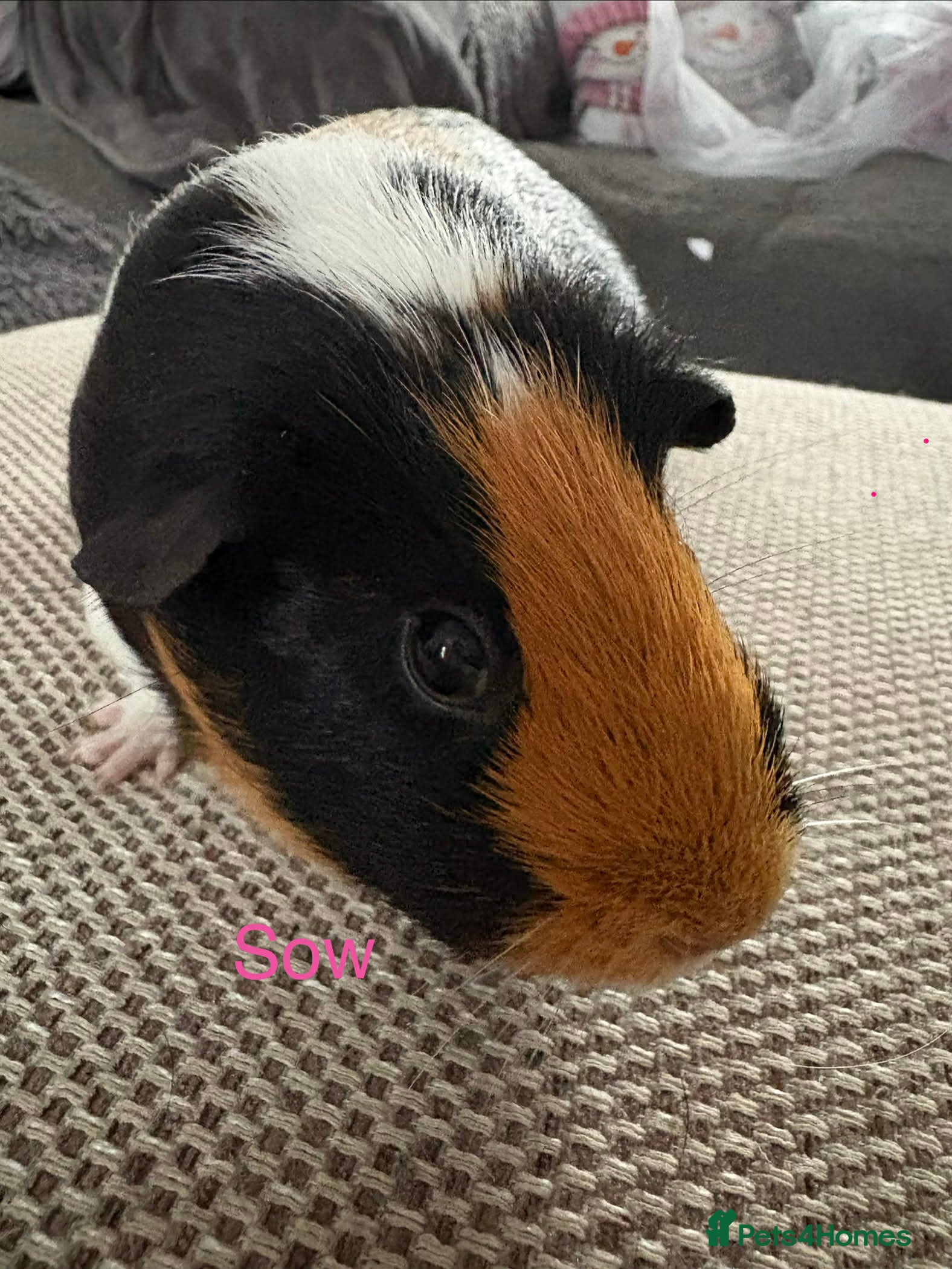 Guinea Pig rodents Adult and baby guinea pigs - Advert 16