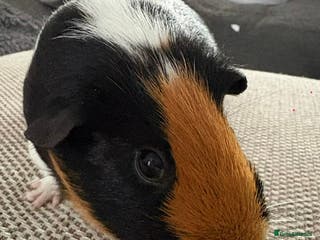 Guinea Pig rodents Adult and baby guinea pigs - Advert 18