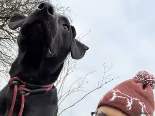 Mixed Breed dogs Teddy - Advert 5